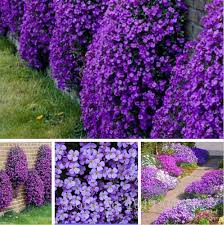 Although a variety of herbs (and even. 200pcs Bag Creeping Thyme Bonsai Rare Color Rock Cress Plants Perennial Ground Cover Flower Natural Growth For Home Garden Buy At The Price Of 0 15 In Aliexpress Com Imall Com
