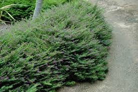 Image result for Cuphea hyssopifolia