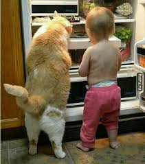 Partners In Crime Animals Funny Animal Pictures Funny Animals