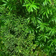 Image result for Asparagus pendulus