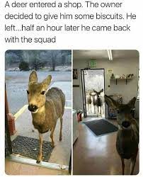 A Deer Entered Eritered A Shop The Owner Decided To Give Him Some Biscuits He Left Half An Hour Later He Came Back With The Squad Meme Video Gifs