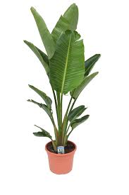 Strelitzia reginae en strelitzia nicolai ✓ in webshop én winkels • geweldig groen. Strelitzia Nicolai 155 Cm Florastore