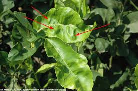 These pests extract nutrients from the leaves of the lemon tree, weakening the tree and leaving behind a sticky substance known as honeydew. How To Treat Curly Leaf On Lemon Tree