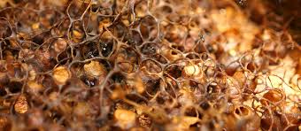 Infolebah Propolis Lebah Dan Manfaatnya