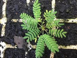 Image result for Acacia robusta