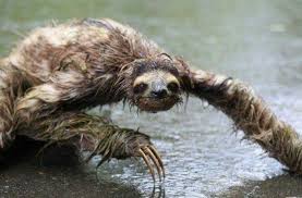 10 Incredible Facts About The Sloth The Sloth Conservation Foundation