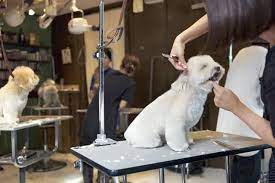 Starting Your Own Dog Grooming Business Dog Grooming Business Dog Grooming Shop Dog Grooming Salons