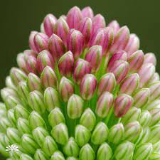 Drumstick Allium Floating Petals Wednesday S Flower Flowers Unusual Flowers Planting Flowers