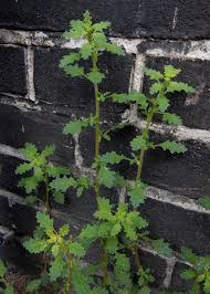 Image result for Dysphania pumilio