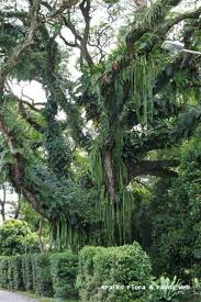 Image result for Nephrolepis acutifolia