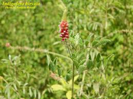 Image result for Indigofera hirsuta