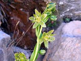 Image result for Swertia