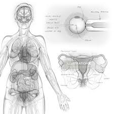 Female organs diagram science education scienceeducations human anatomy drawing female organs female organs diagram organs labeled this diagram depicts female reproductive organs with parts and labels. Female Reproductive Organs Illustration By Juliet Percival Medical
