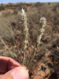 Image result for Enneapogon desvauxii