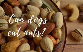While almonds aren't toxic to dogs, says goldstein, they can pose potential health problems for dogs and should be avoided. Can Dogs Eat Almonds Archives The Inside Scoop