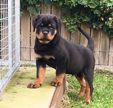 It is a similar example for a teenager at the age of 16 becoming 6ft tall very quickly. Male Or Female Rottweiler Which To Buy
