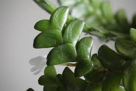 Image result for Angraecum distichum