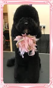 Make sure your pet is entertained with one of their many toys, such as pet apparel. Lisas Pet Grooming Turlock Petslover