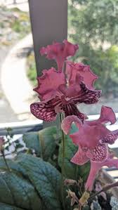 Image result for Streptocarpus leptopus