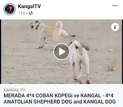Shepherd Dog And Kangal Dog 2020 Kangal Kopegi Kopek