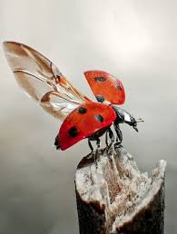 Epingle Par Valentina Bondarevska Sur Zhuchki En 2020 Coccinelle Insecte Photo Coccinelle Animaux Foret