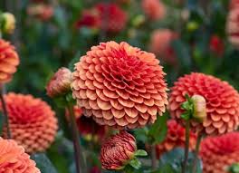 Buy clematis el (group 2) Clematis 'The Countess of Wessex ('Evipo073')  (PBR) (Boulevard Series)'