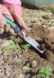 Er kann in ganzen pflanzen bis in den winter hinein geerntet werden, wenn am gartenhaus schon die wenn sie sie im juli aussäen, werden sie schon im august die essbaren blätter ernten können. Meine Ernte Gemuseaussaat Im Sommer