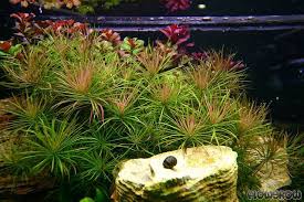 Image result for Pogostemon aquaticus
