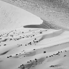Green leaves remain on the tree during the most part of the year. Visiting Photographing Deadvlei Namibia Dalibro
