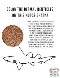 These are perfect for children who are not a lot older than 12 years olds. University Of Miami Shark Research On Twitter Stuck At Home Enjoy These Fun Shark Coloring Pages With Your Kids We Hope You All Stay Healthy