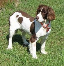Field spaniels are very family orientated dogs and seem to take on their owners personalities. English Springer Spaniel Dog Breed Pictures 2