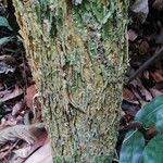 Image result for Gilbertiodendron dewevrei