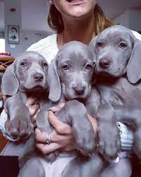 Just Take Moment To Appreciate These Absolutely Gorgeous Weimaraner Puppies Argentovivosilversideofthem Weimaraner Puppies Cute Dogs Cute Dogs And Puppies