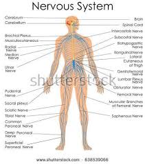 The peripheral nervous system consists of sensory neurons, ganglia (clusters of neurons) and nerves that connect the central nervous system to arms. The Nervous System Diagram Healthiack