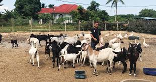 Semakin hari semua makin berkembang , termasuk teknik peternakan kambing domba semakin modern di tahun 2019. Seronok Lihat Membesar Depan Mata