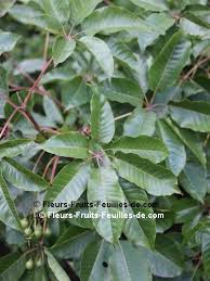 Image result for Vitex thyrsiflora
