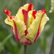 Top Tulips That Come Back Every Year Parrot Tulips Beautiful Flowers Planting Flowers