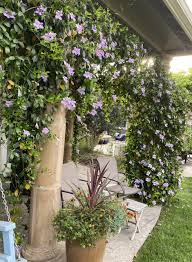 Image result for Bignonia callistegioides