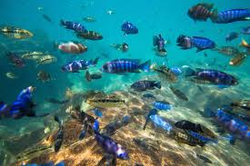 lake malawi is home to unique fish species nearly 10 are