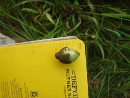 Image result for Diospyros mweroensis