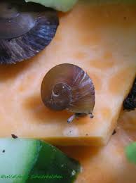 Caracolus excellens (1 seller, 6 buyers) caracolus isabella (1 seller, 3 buyers) caracolus marginella (2 sellers, 10 buyers) caracolus sagemon (2 sellers, 2 buyers) caracolus sp. Caracolus Excellence Wildlife Photo Gallery Tieres Webseite