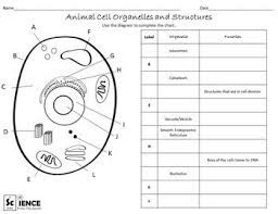My students have been able to clearly see the parts of the cell and accurately label each. Plant And Animal Cells Worksheets For Middle And High Scho Cells Worksheet Animal Cell Plant Cells Worksheet