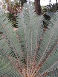 Image result for Encephalartos munchii