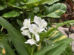 Image result for Hedychium coronarium