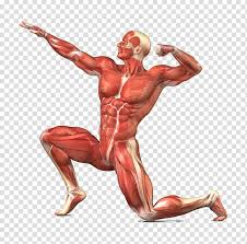Muscles Transparent Background Png Cliparts Free Download Hiclipart Choose from 500 different sets of flashcards about human anatomy muscles on quizlet. muscles transparent background png