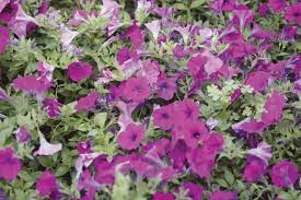 How To Grow Petunias Petunia Plant Wave Petunias Trailing Petunias