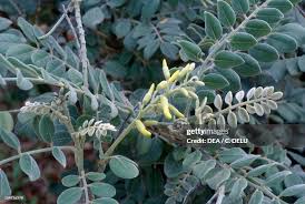 Image result for Sophora tomentosa