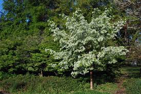 Image result for Chionanthus