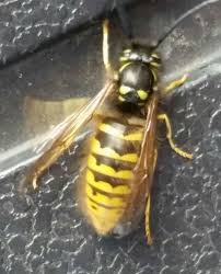 Hi, i have a brick patio that has mortar or leafcutter bees that i would like to either get rid of or highly discourage. Know Your Bees Portsmouth And District Beekeepers Association