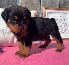 She enjoys playing, has a good appetite,high energy level, and a contagious personality. Rottweiler Puppies For Sale Charlotte Nc 304297
